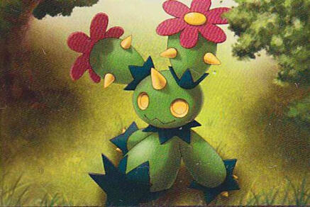 maractus